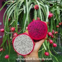 الإنتاجية في مزارع الشوربجي