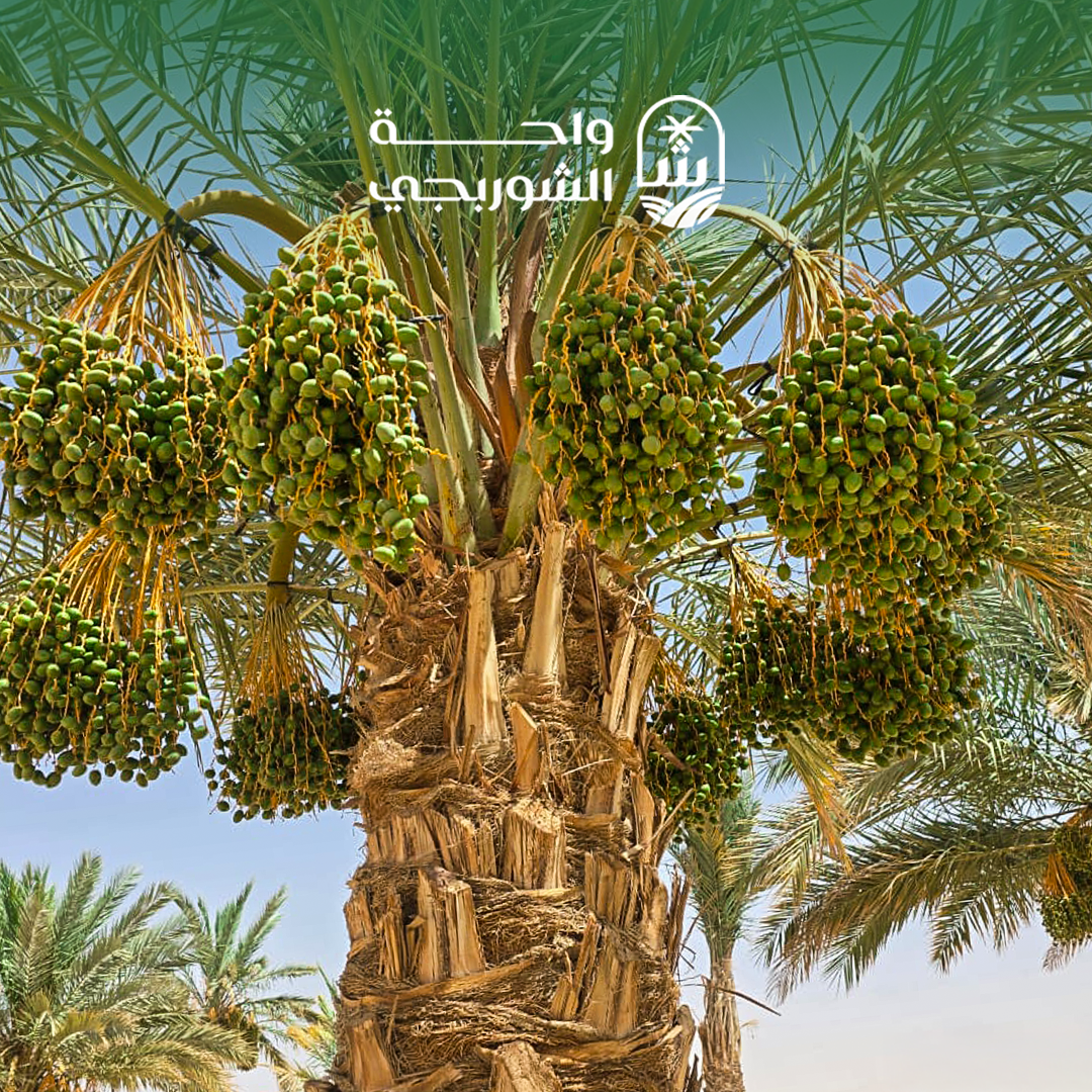 Productivity in ElShorbagy Farms