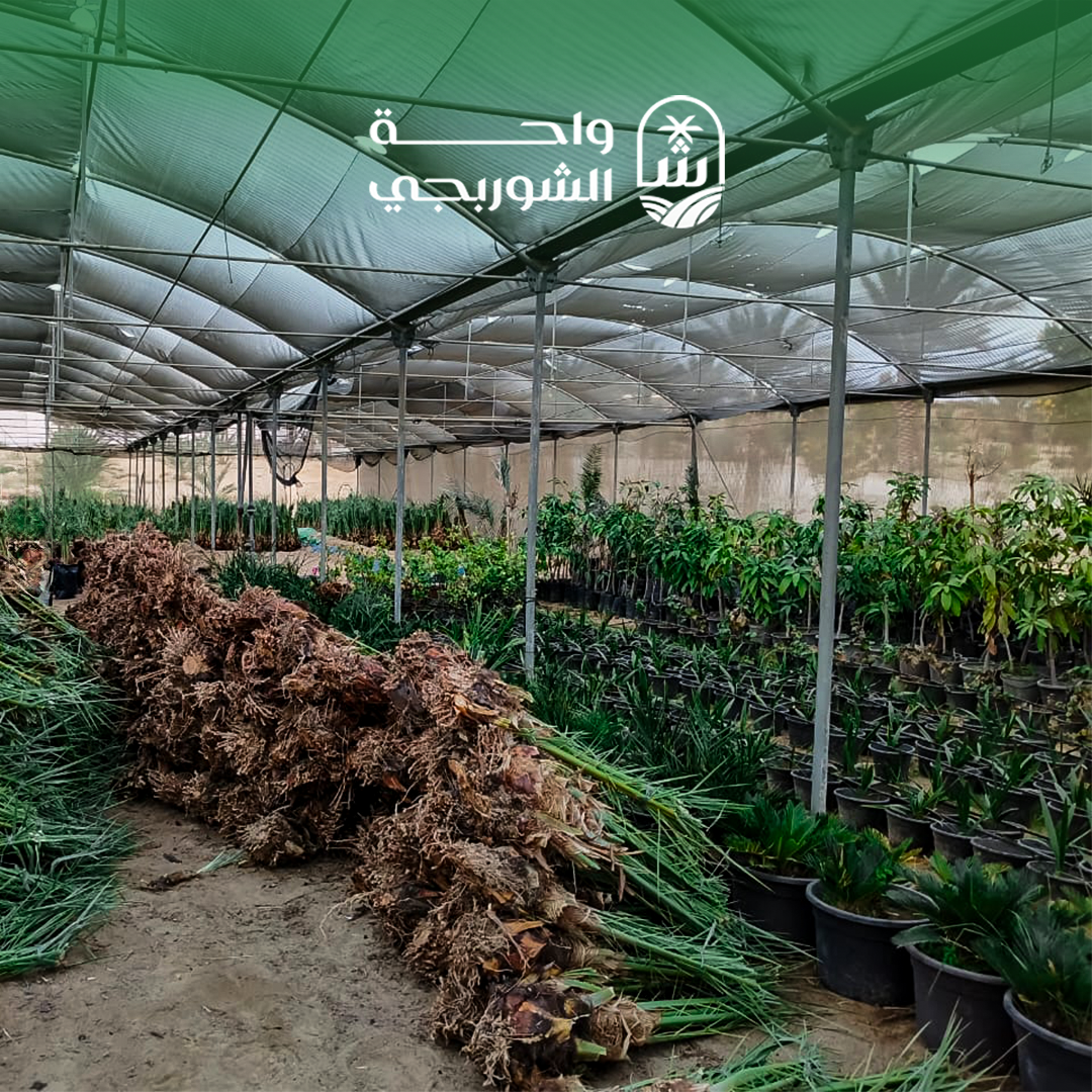 Preparing Offshoots for Pre-Planting Stage